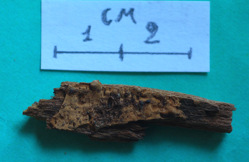 Crustoderma dryinum (Berk. & M.A. Curtis) Parmasto